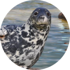 Grey seal Nemi - adopted by Spreenauten GmbH
